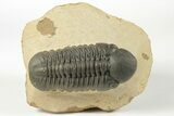 Prone Reedops Trilobite - Nice Eye Preservation #204079-1